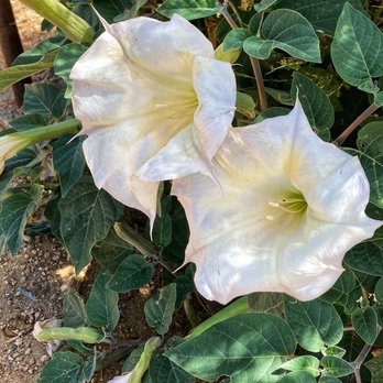 Santa Fe Botanical Garden - Datura - Botanical Gardens Near Me - Santa Fe, New Mexico Santa Fe Botanical Garden - Datura - Botanical Gardens Near Me - Santa Fe, New Mexico