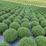 Photo of Reiff's Nursery & Greenhouses