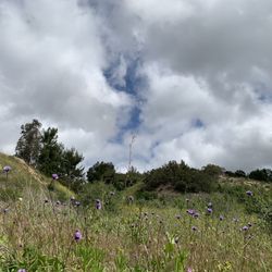 Santiago Creek Trail - Wildflowers 3/4/23