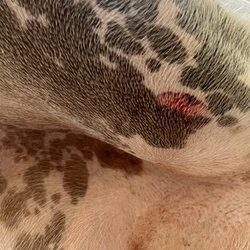Cadman Dog Park - Leash Free - Another owie..