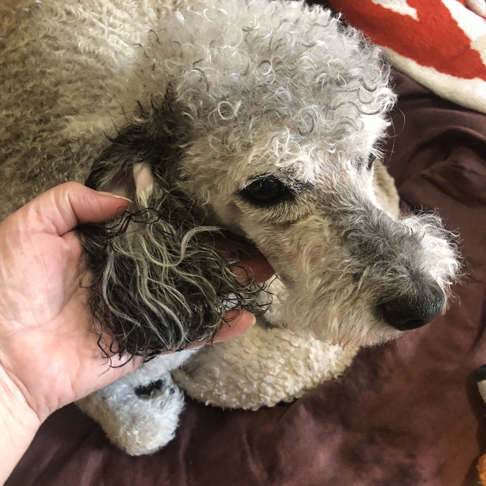 Pin Up Pets - They cut his beautiful long poodle ears off!!! He looks like a damn camel. - Pet Groomers Near Me - Chandler, Arizona Pin Up Pets - They cut his beautiful long poodle ears off!!! He looks like a damn camel. - Pet Groomers Near Me - Chandler, Arizona