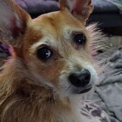 Holmes Merry E DVM - Ragley 11yrs old. Rest in peace