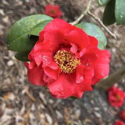Camellia