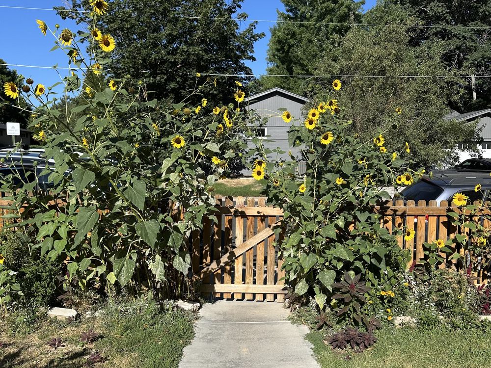 Sunflower Hill Child Care - childcare center in Denver, CO