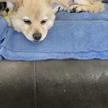 Pawsitively Pampered Grooming - My little bear - Pet Groomers Near Me - Pahrump, Nevada Pawsitively Pampered Grooming - My little bear - Pet Groomers Near Me - Pahrump, Nevada