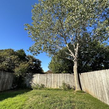Ram Tree Service - Before - Tree Services Near Me