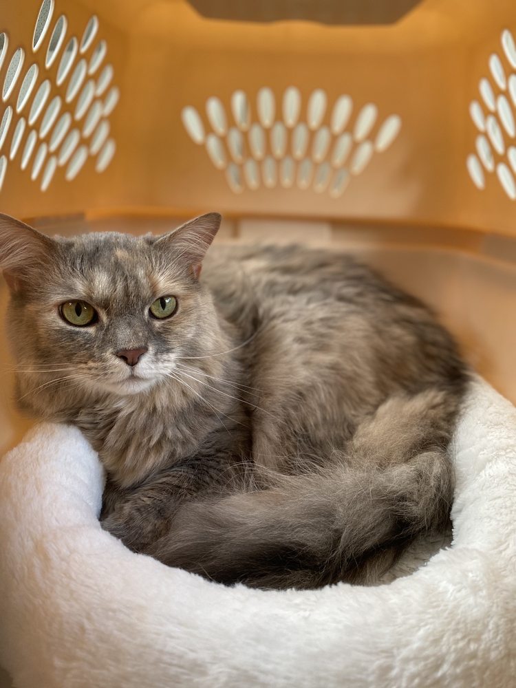 COMPASSION VETERINARY CENTER Updated June 2024 13 Photos & 21