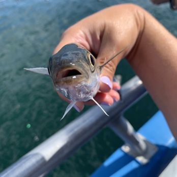 Acadian Boat Tours - Catch and release. - Fishing Near Me - Bar Harbor, Maine Acadian Boat Tours - Catch and release. - Fishing Near Me - Bar Harbor, Maine