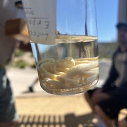 Montezuma Well - Leeches in formaldehyde; they were black