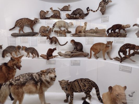 World Museum of Natural History by null