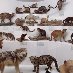 World Museum of Natural History - Small-to-medium sized mammals. I am a bit sad when I see taxidermy, but I think it was usually done well.