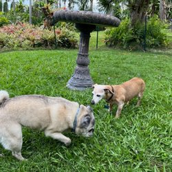 Kona Dog Care - Secure fenced area for some daily sun and fun