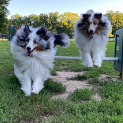 Santa Fe Park - Dog park