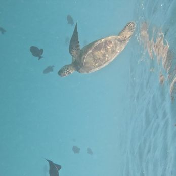 Diamond Head Cruises - Majestic turtle - Snorkeling Near Me - Honolulu, Hawaii