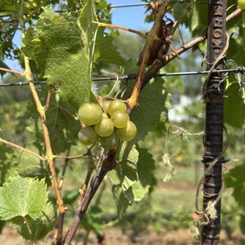 KC Wine - Grapes - Wineries Near Me - Olathe, Kansas