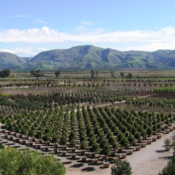 BrightView Tree Company - Tree Services Near Me - Fillmore, California BrightView Tree Company - Tree Services Near Me - Fillmore, California