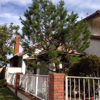 Oc Tree Care - My bushy tree looks like a tree now! - Tree Services Near Me - Orange, California