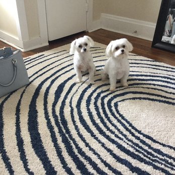 All About The Dogs - The wife and I really Luv the cuts.... thnk u! - Pet Groomers Near Me - Columbus, Ohio