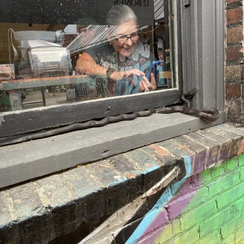 Wedge Brewing Company - Persistent black racer wants in - Bars Near Me - Asheville, North Carolina Wedge Brewing Company - Persistent black racer wants in - Bars Near Me - Asheville, North Carolina