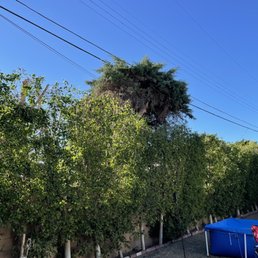 Here are the ficus trees way below the power lines. Pine tree belongs to the property behind us. Here are the ficus trees way below the power lines. Pine tree belongs to the property behind us.