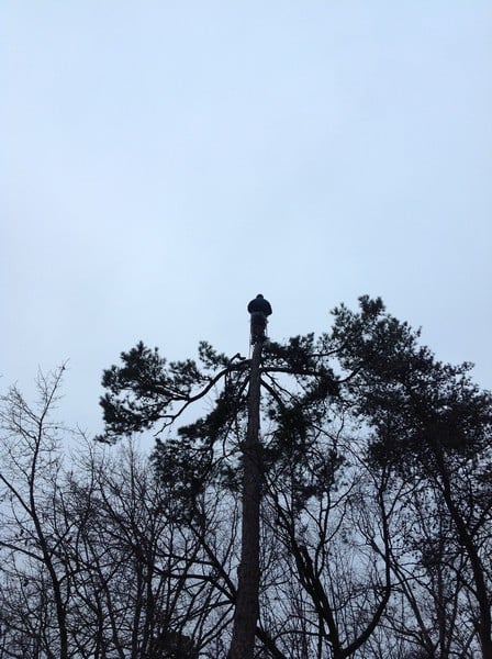 Premier Tree Solutions - tree service in Chattahoochee Hills, GA