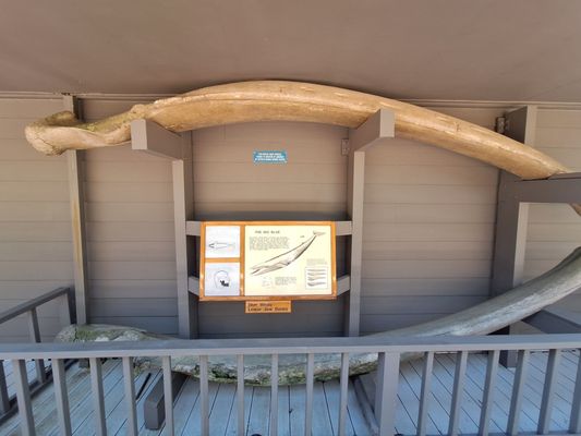 Cape Perpetua Visitor Center - Siuslaw National Forest by null