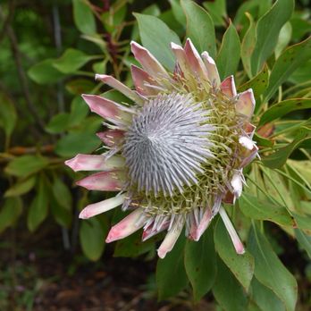 Ali'i Kula Lavender - Tours Near Me - Kula, Hawaii