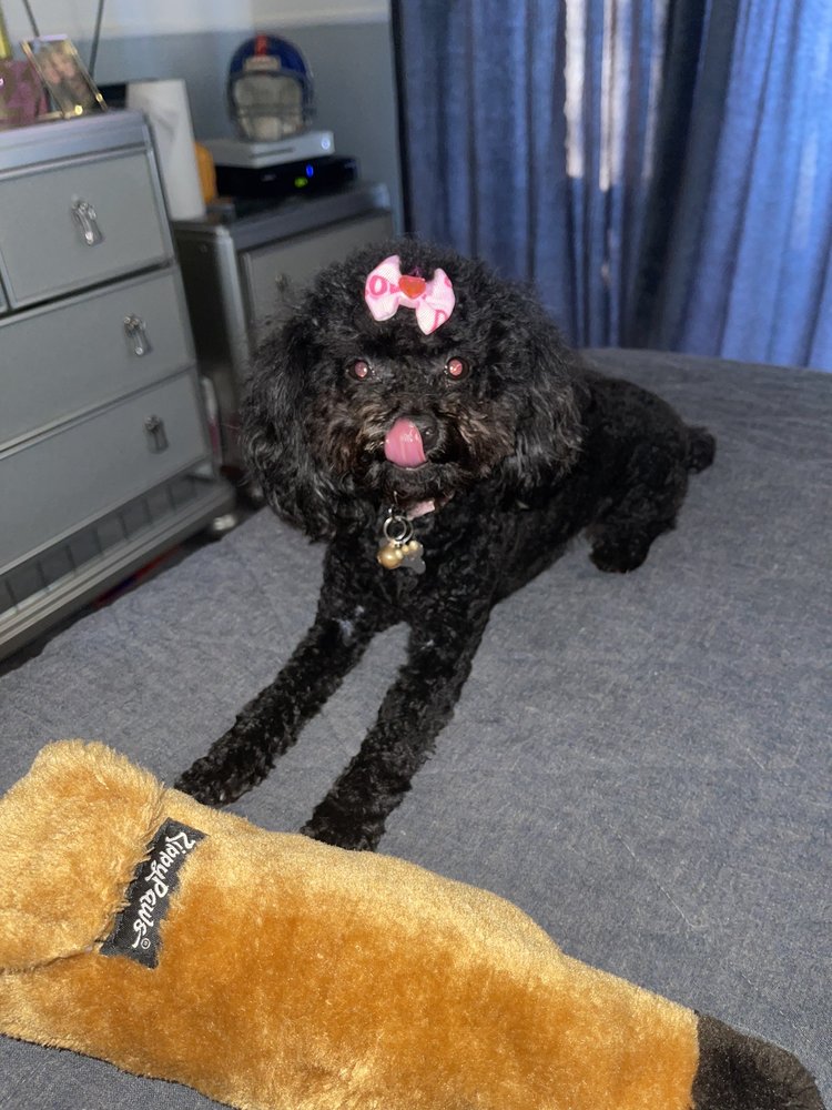 Reviews of INCREDIBLE PETABLES Updated September 2024 17 Photos