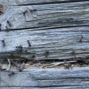 SafeHaven Pest Control - Pest Control Near Me - Garland, Texas SafeHaven Pest Control - Pest Control Near Me - Garland, Texas