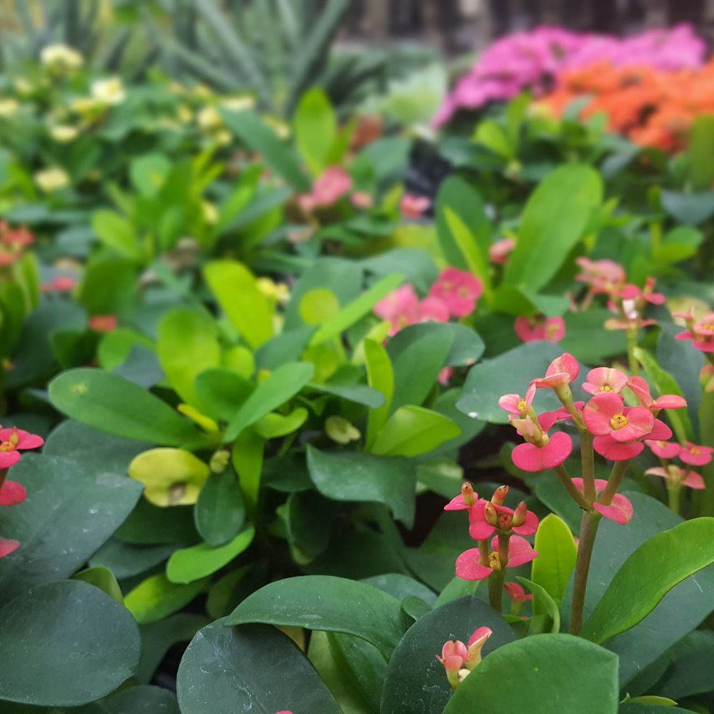 Giant Eagle Flowers New Castle Pa Best Flower Site