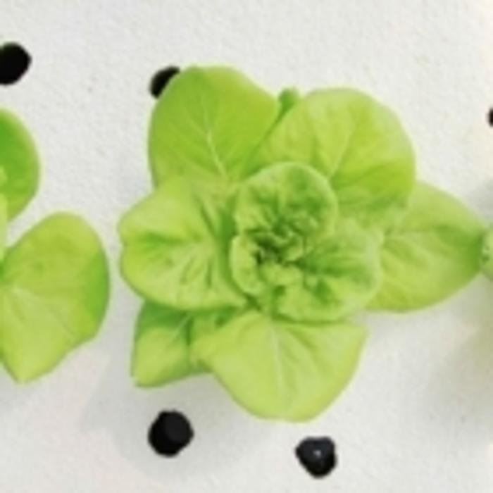 THE DRAGON’S LAIR GARDEN CENTER 49 Photos 1690 Maple Street