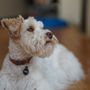 Photo of US Prestigious Miniature Schnauzers Texas