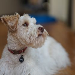 US Prestigious Miniature Schnauzers Texas