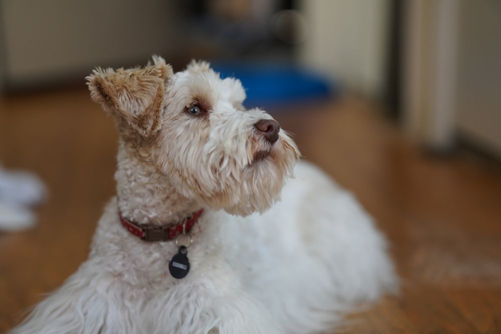 US Prestigious Miniature Schnauzers Texas