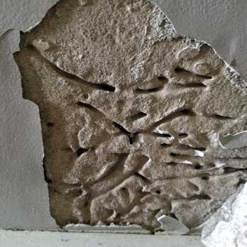 Loveless Exterminating - Termite damage found on an interior wall at an inspection for Wood Destroying Insects. - Pest Control Near Me