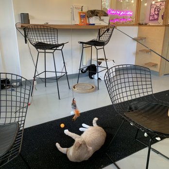 NEKO: A Cat Cafe - Cat room - Themed Cafes Near Me - Seattle, Washington NEKO: A Cat Cafe - Cat room - Themed Cafes Near Me - Seattle, Washington