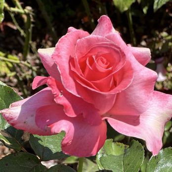 Filoli - Botanical Gardens Near Me - Woodside, California