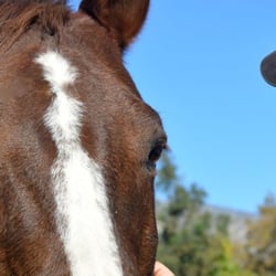 Let's Ride Equestrian Therapy Programs
