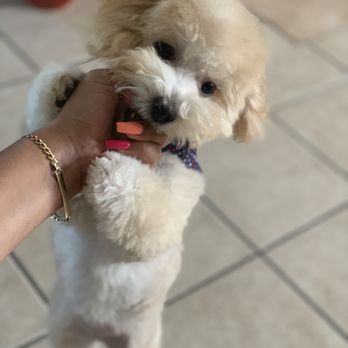 The Pet Parlor Mobile - Breezy's first time at the groomers, looking super cute! - Pet Groomers Near Me