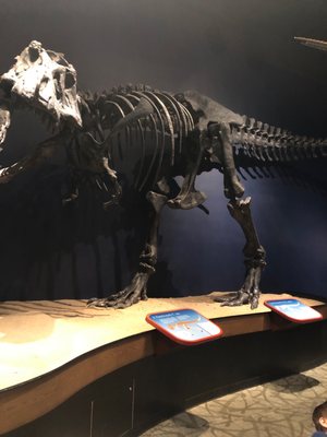Burpee Museum of Natural History by null