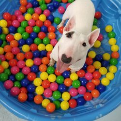 Pet Play Place - Ball fun