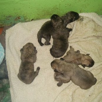 4 Paws Mastiffs - Pet Breeders Near Me - Atkins, Arkansas 4 Paws Mastiffs - Pet Breeders Near Me - Atkins, Arkansas