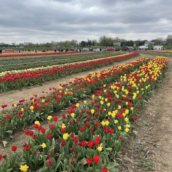 Richardson Farms - Christmas Trees Near Me - Spring Grove, Illinois