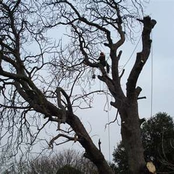 Jc Tree Service - Tree Services Near Me - Waterford Township, Michigan Jc Tree Service - Tree Services Near Me - Waterford Township, Michigan