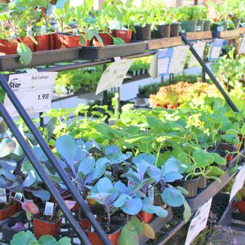 Star Nursery - Nurseries & Gardening Near Me - Mohave Valley, Arizona Star Nursery - Nurseries & Gardening Near Me - Mohave Valley, Arizona