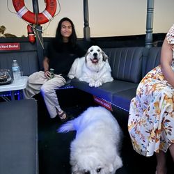 Seaforth Boat Rentals - Downtown - Gotta have the dog pics with the hooman cousin!