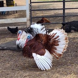 Ye Olde Alpaca Shoppe & SafeHouse - Turkeys