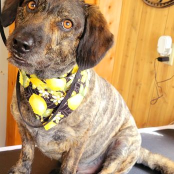 Muttly krew kutz - Pet Groomers Near Me - Johnstown, New York