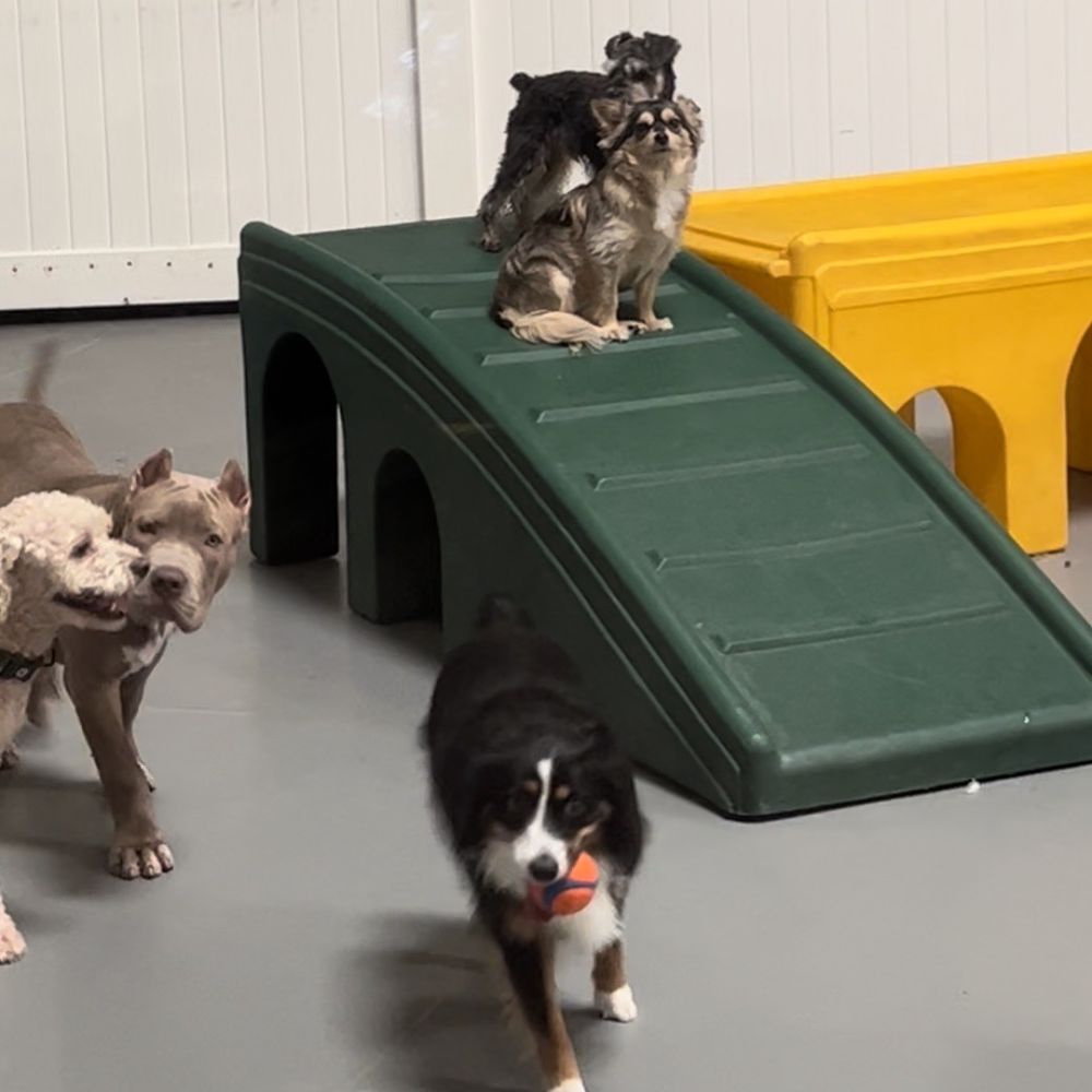 Wag Hotels - Carson - Sky - Pet Training Near Me - Carson, California Wag Hotels - Carson - Sky - Pet Training Near Me - Carson, California