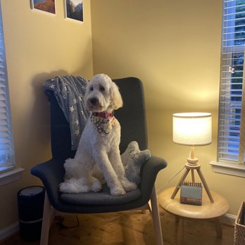 Poodle Doodle - Posing like a model - Pet Groomers Near Me - Manassas, Virginia Poodle Doodle - Posing like a model - Pet Groomers Near Me - Manassas, Virginia